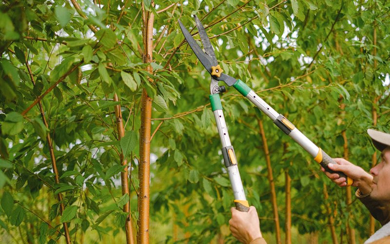 Tree trimming in Flatwoods, LA
