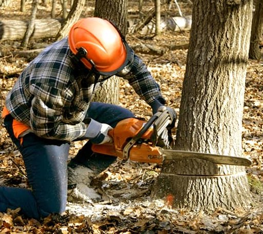 Tree Removal in Flatwoods, LA